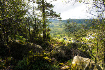 beautiful Norwegian forest landscape on a Sunny summer day