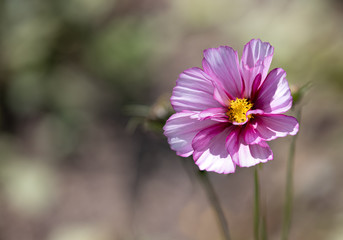 Fototapeta premium Pink Cosmos (Cosmea)