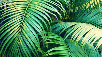 Background from green leaves of palm tree.