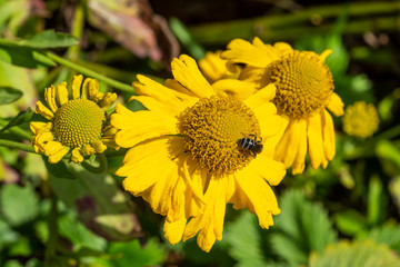 Helenium 'Butterpat' a summer flowered plant known as sneezeweed