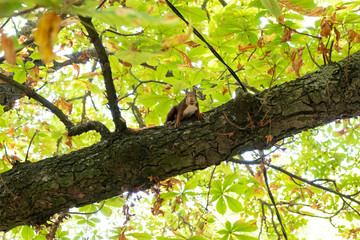 Squirrel in a tree