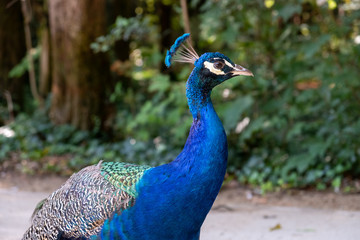 Fototapeta premium Blue peacock