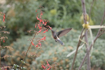 AVES VARIAS  © Miguel