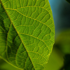 Capillaries of green foliage in the morning sunlight on a meadow.