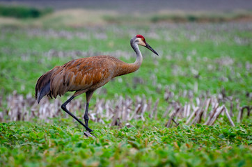 Obraz premium Sand Hill Crane walking in green field