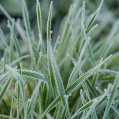 stalks of green grass in the meadow are covered with hoarfrost crystals.