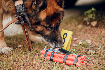 Working German shepherd sniffing explosives. The concept of crime and terrorism.