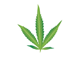 Cannabis marijuana leaf, Cannabis Indica