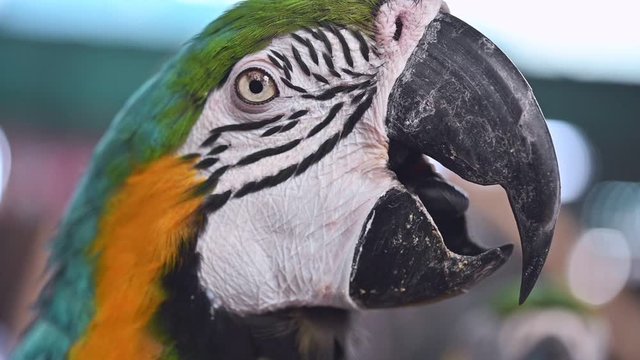 Close up slow motion footage Blue and gold macaw parrot eye.