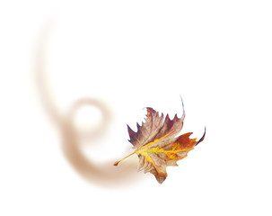 leaf flying on the wind isolated in white background autu