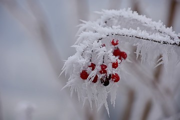 red berries with hoarfrost