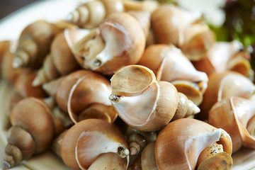 Seashells, piled up seashells for cooking 