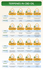Terpenes in CBD Oil vertical textbook infographic illustration about cannabis as herbal alternative medicine and chemical therapy, healthcare and medical science vector.