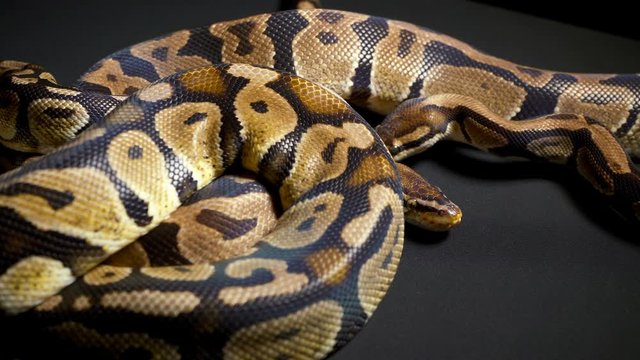 Footage of ball royal python on dark material