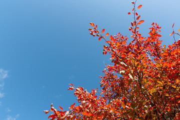 Colorful autumn tree with golden leaves against bright sky. Beautiful autumn day in city park.