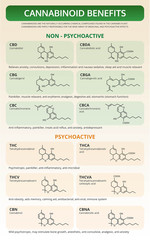 Cannabinoid Benefits vertical textbook infographic illustration about cannabis as herbal alternative medicine and chemical therapy, healthcare and medical science vector.