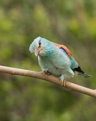 European Roller sitting on branch