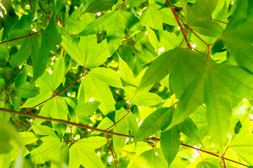 Fototapeta na wymiar green maple leaves of a tree