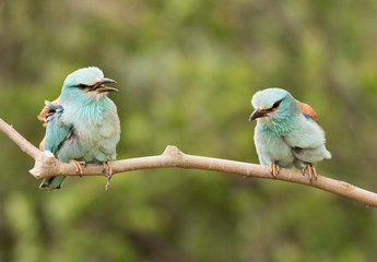 European Roller sitting on branch