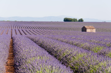 Fields of lavender in France