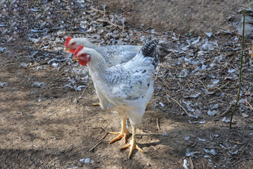 chicken farm in Italy