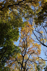 The tops of the trees with the autumn Sunny sky