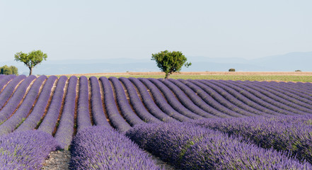 Plakat Fields of lavender in France