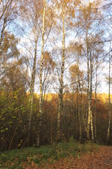 The golden autumn in Russia.