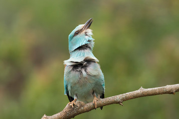 European Roller sitting on branch