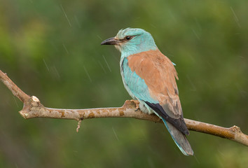 European Roller sitting on branch