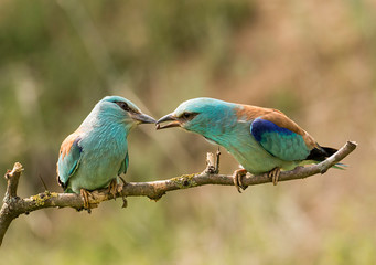 European Roller sitting on branch