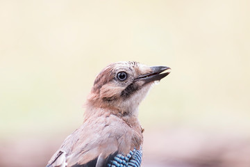 Beautiful portrait of Eurasian Jay in forest