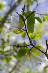White magnolia flowers