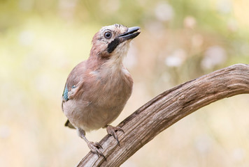 Beautiful portrait of Eurasian Jay in forest
