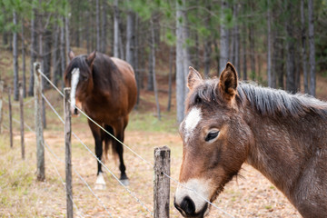 Dreams of freedom of a horse