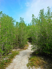 sand way to Mangrove forest 
