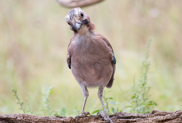 Beautiful portrait of Eurasian Jay in forest
