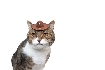 funny studio portrait of a tabby white british shorthair cat wearing a small cowboy hat looking at camera in front of white background with copy space