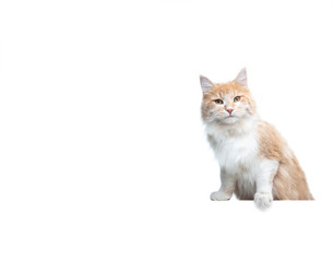 cream tabby beige white maine coon cat leaning on white banner in front of studio background with copy space looking at camera