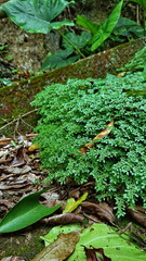 Closeup green Moss Pigweed and Peperomia pellucida on the floor