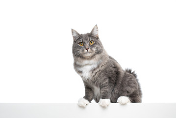 Obraz premium blue tabby white maine coon cat leaning on white banner in front of studio background with copy space looking at camera