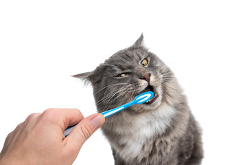 studio shot of human hand brushing teeth of young blue tabby maine coon cat in front of white...