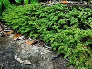 Closeup green Moss Pigweed and Peperomia pellucida on the floor
