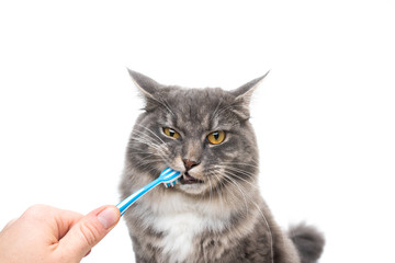 studio shot of human hand brushing teeth of young blue tabby maine coon cat in front of white background