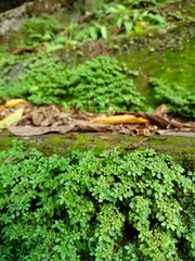 Closeup green Moss Pigweed and Peperomia pellucida on the floor