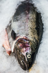 fish sea salmon lie on the ice in the store or in the kitchen of a restaurant