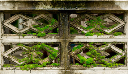 The algae moss of the old concrete fence