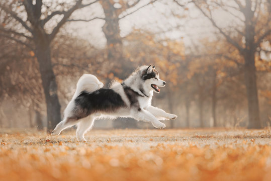 Malamute dog running on autumn's trees background