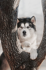 Malamute dog stands with his front paws on tree