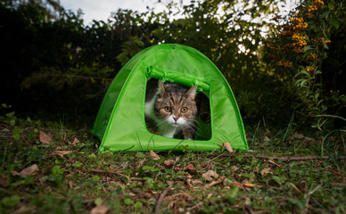 tabby white british shorthair cat looking out of  green mini tent outdoors in the garden © FurryFritz
